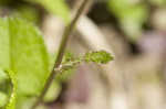 Roundleaf ragwort